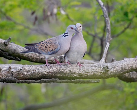 Two turtle doves sitting in a tree