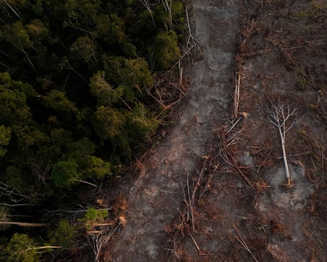 Aerial view of felled trees and cleared land in Pará state, Brazil; they lie one side of a track with dark green forest on the other