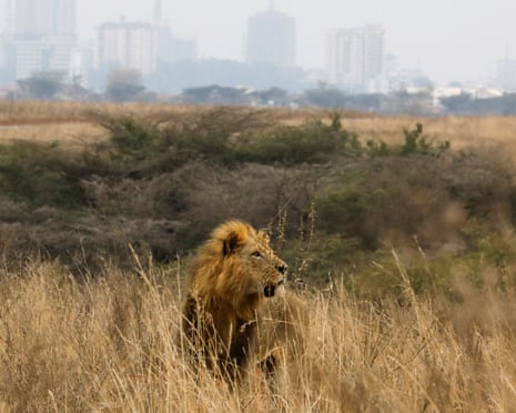 A lion walks through the Nairobi National Park, with Nairobi skyline visible in the background, in Nairobi, Kenya, September 15, 2022. REUTERS/Baz Ratner